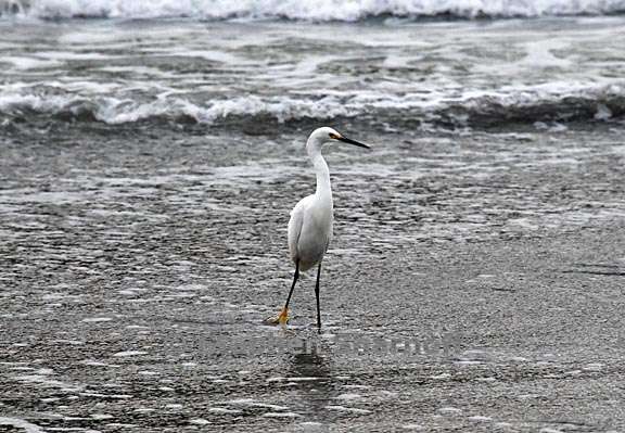 snowy egret 2 graphic